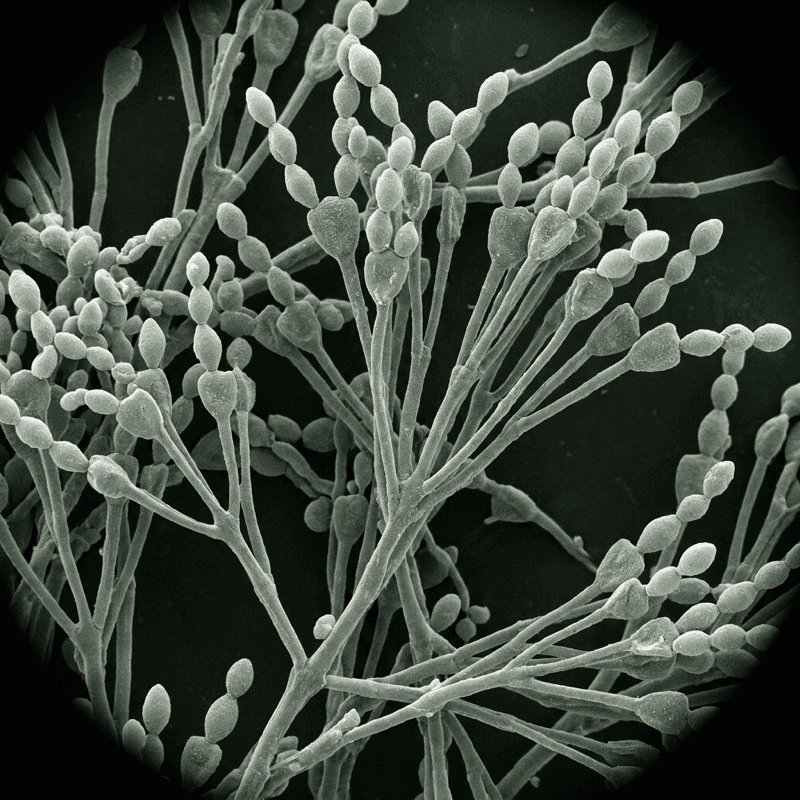 Cladosporium при большом увеличении